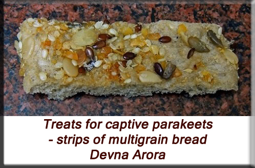 Devna Arora - Feeding parakeets in captivity
